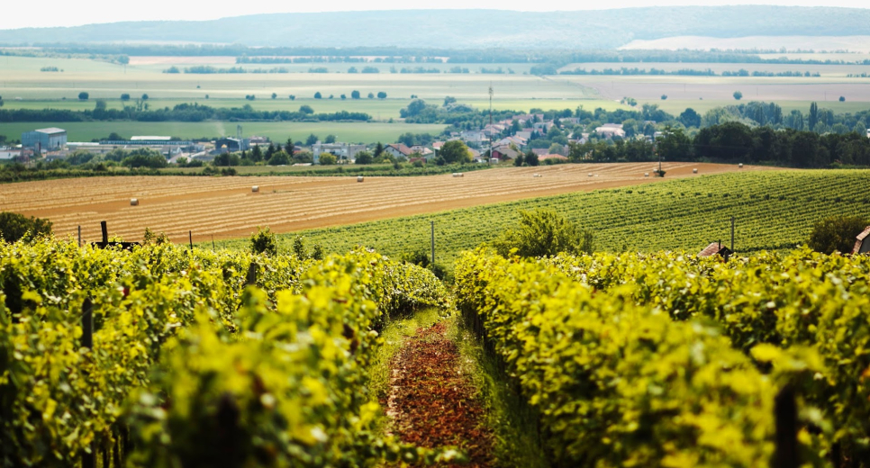 Gran Weinregion Gran Weinregion